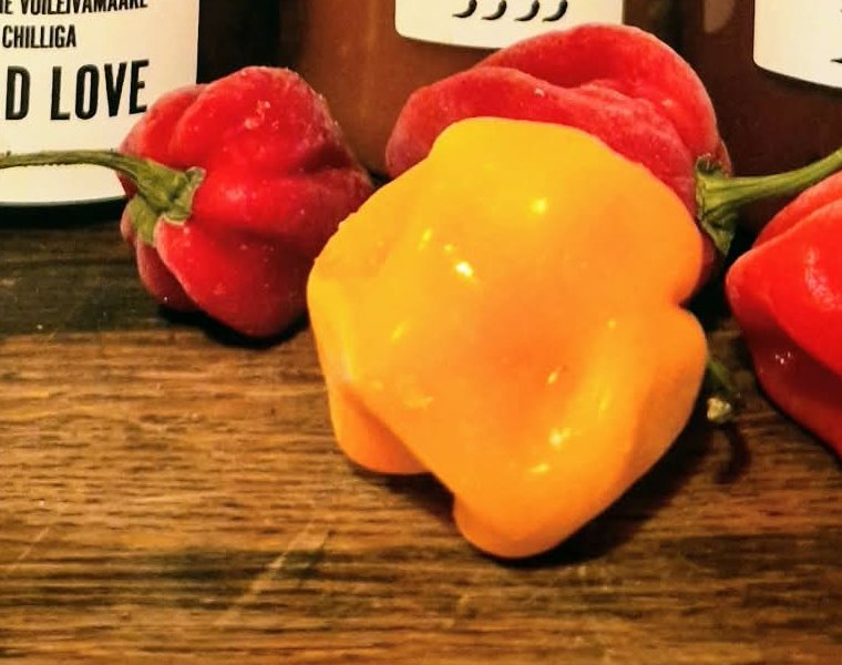 Habaneros in the greenhouse